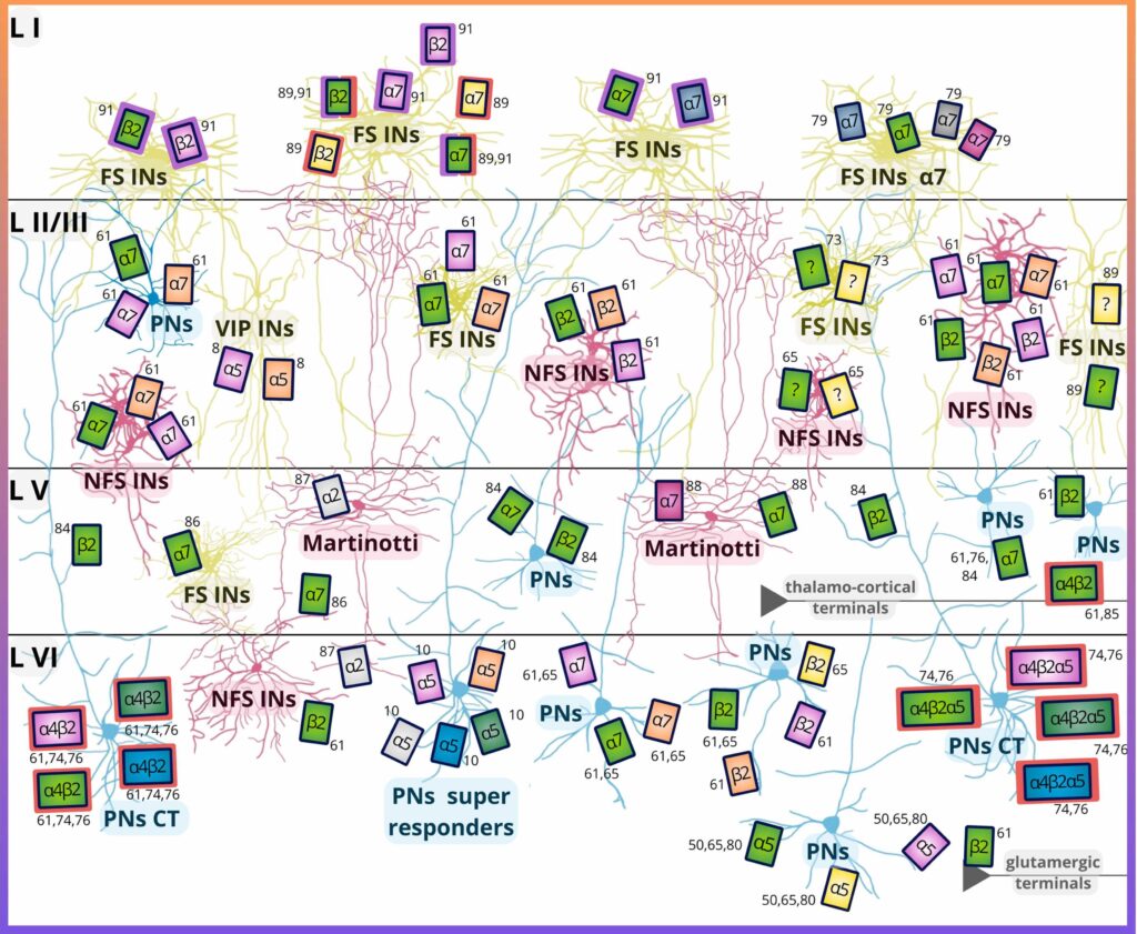 nAChRs expressed by specific neuronal populations and their role in autism spectrum disorder - additional figure project 2