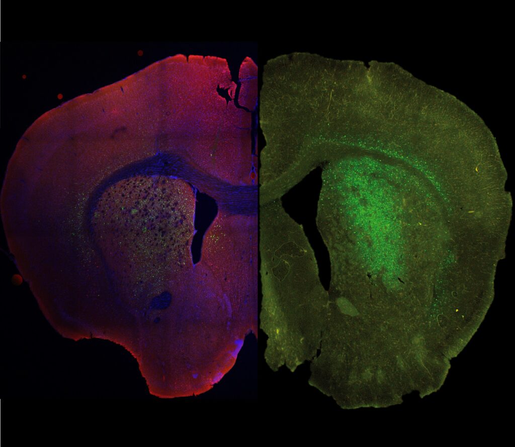 Targeted drug delivery to nAChRs expressed by specific neuronal types - additional figure project 3