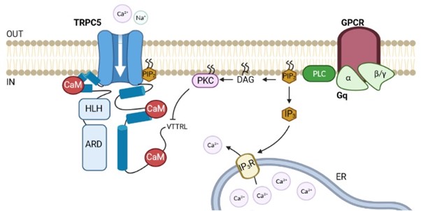 Molecular mechanisms of TRPC5 ion channel activation and regulation - obr1