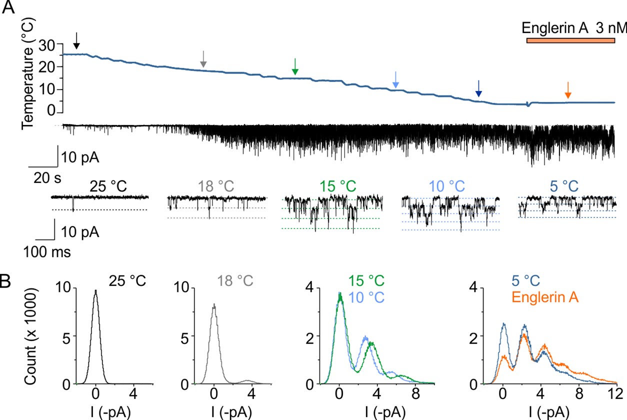 Molecular mechanisms of TRPC5 ion channel activation and regulation - obr2