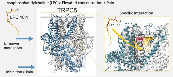 Molecular mechanisms of TRPC5 ion channel activation and regulation - obrazek4