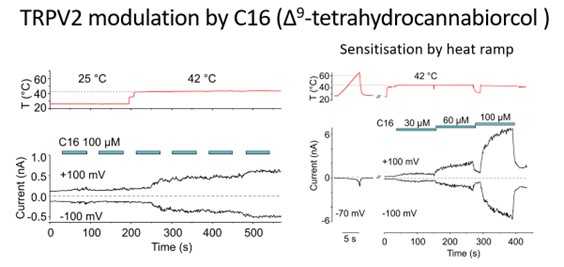 Allosteric Modulation of temperature-activated TRPV Channels - obrazek5