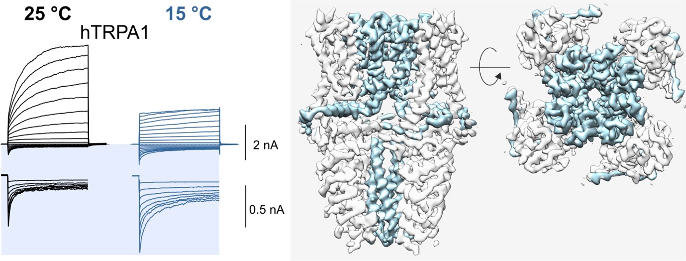 Allosteric Modulation of temperature-activated TRPV Channels - obrazek6