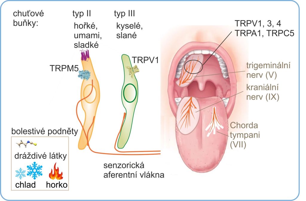 The role of temperature-sensitive TRP channels in the detection of astringents - obrazek7