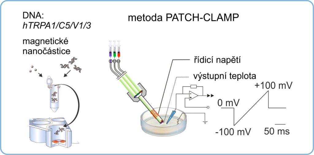 The role of temperature-sensitive TRP channels in the detection of astringents - obrazek8