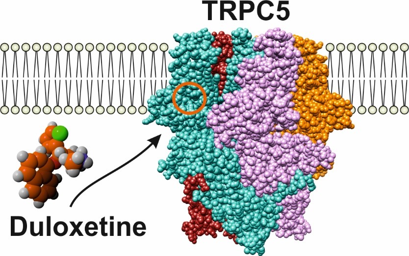 Molecular mechanisms of TRPC5 ion channel activation and regulation - obrzek3