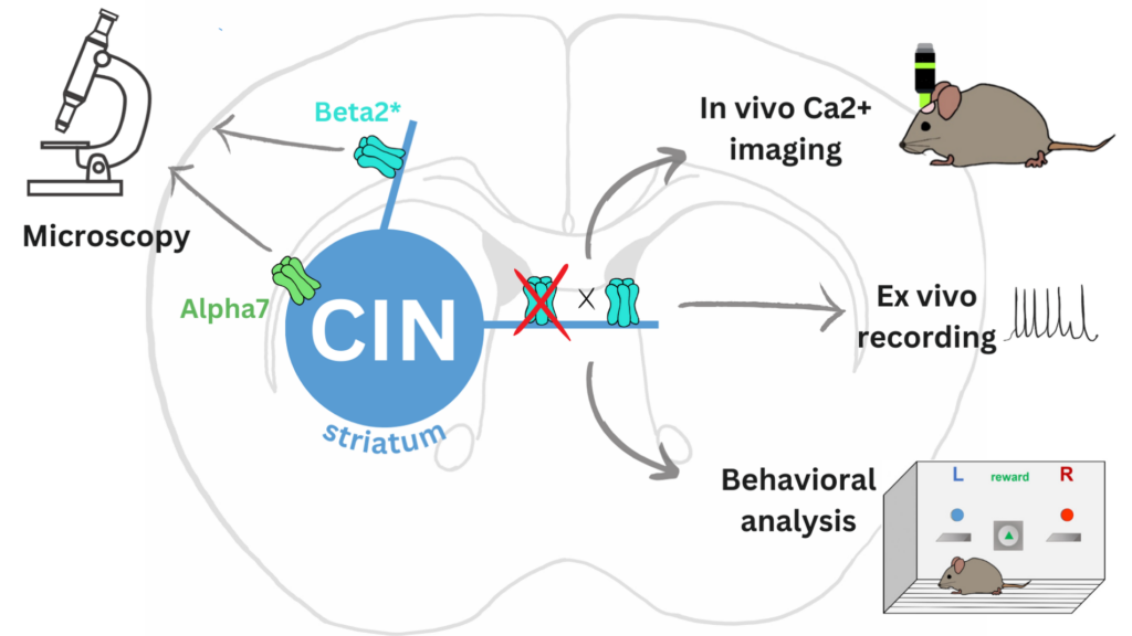 The Expression and function of beta2* nAChRs in striatal cholinergic interneurons - project 1 picture 002