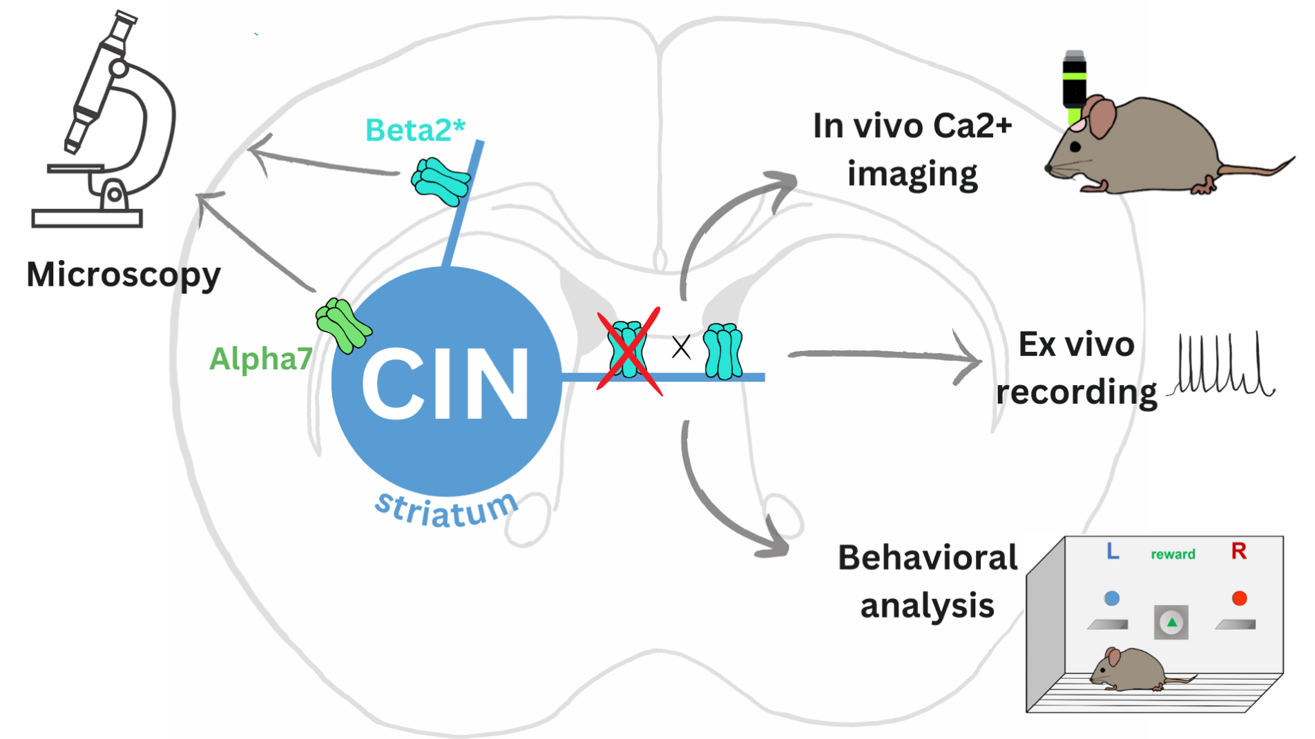 The Expression and function of beta2* nAChRs in striatal cholinergic ...