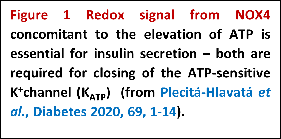 Redox biology of insulin secretion and in development of type 2 diabetes - 075 1 popis en