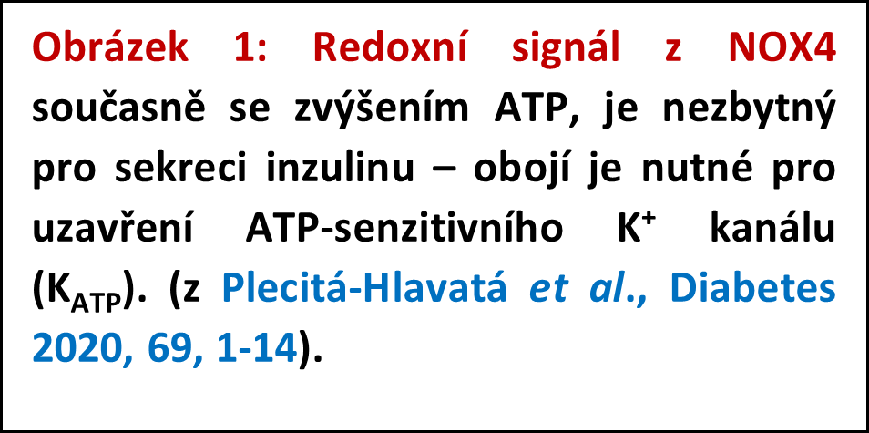 Redoxní biologie sekrece inzulínu a ve vývoji diabetu 2. typu - 075 1 popis