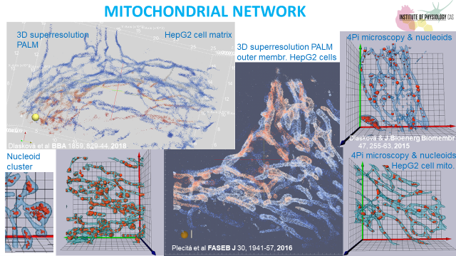 Mitochondrial ultramorphology - 075 213