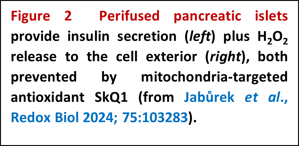 Redox biology of insulin secretion and in development of type 2 diabetes - 075 2popis en