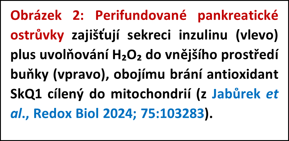 Redoxní biologie sekrece inzulínu a ve vývoji diabetu 2. typu - 075 2popis