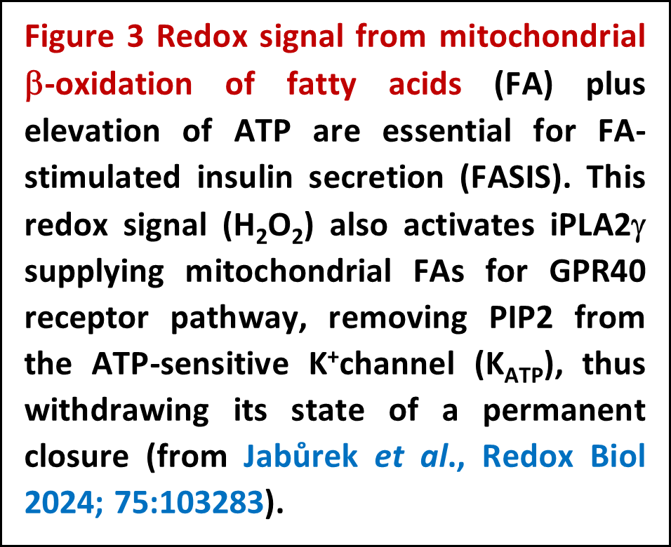 Redox biology of insulin secretion and in development of type 2 diabetes - 075 3 popis en