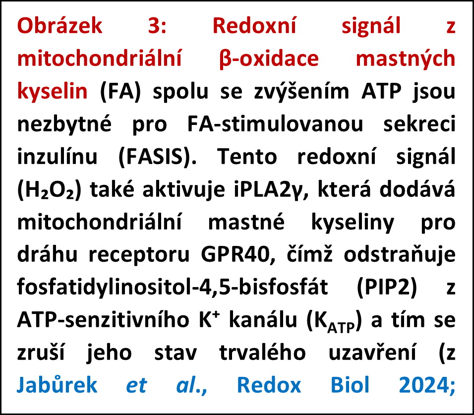 Redoxní biologie sekrece inzulínu a ve vývoji diabetu 2. typu - 075 3 popis