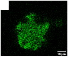 Development of GLP-1-conjugated nanoparticles for β-cell magnetic resonance imaging - 075 32