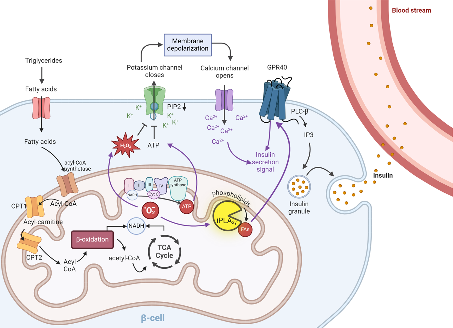 Mitochondriální fyziologie - 75 uspechy 1