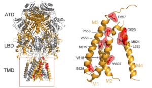 Functional effects of disease-associated NMDAR mutations - glutamat1