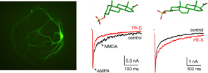 NMDAR modulation by neurosteroids and membrane lipids - glutamat3