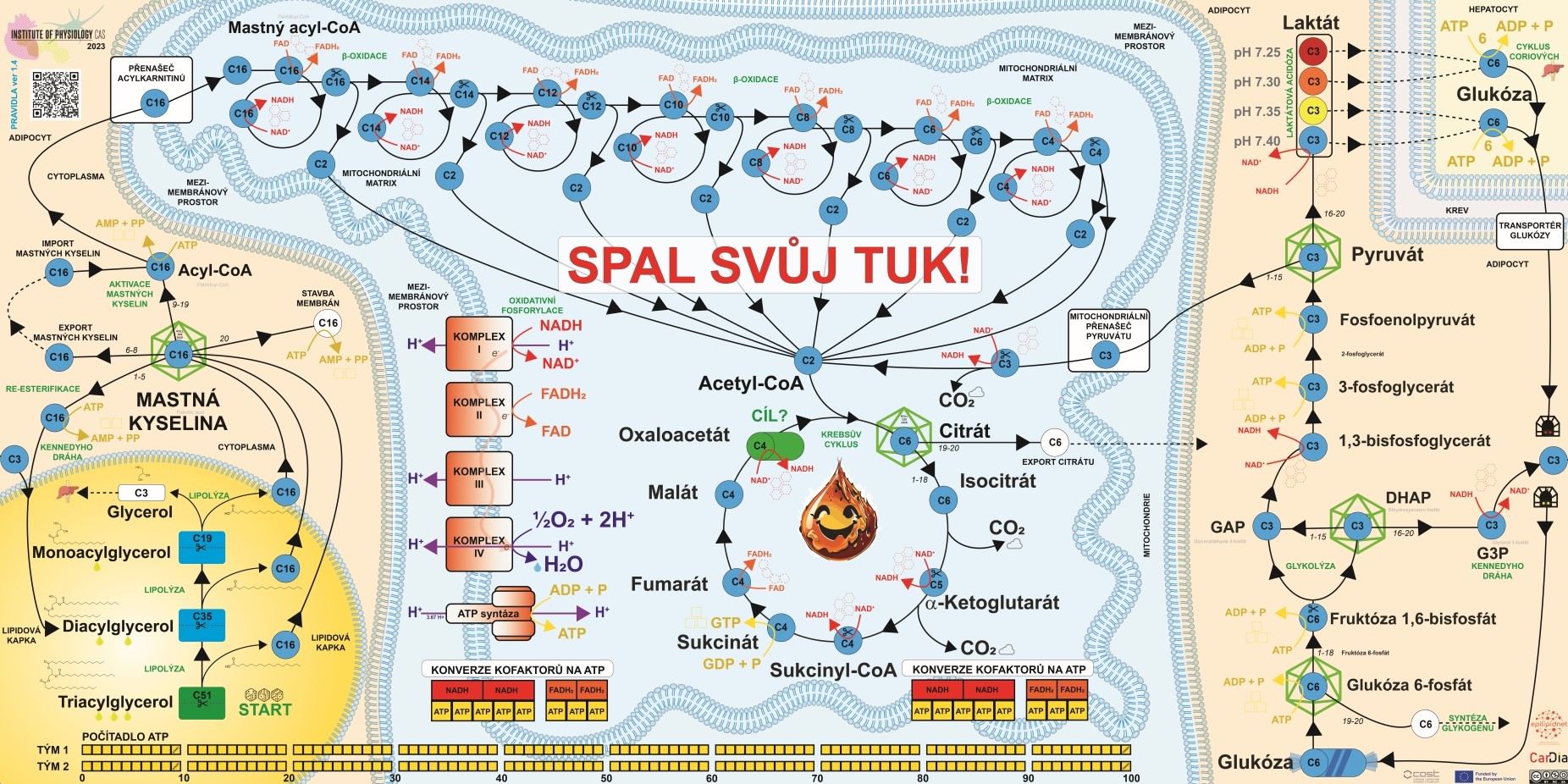 Metabolismus bioaktivních lipidů - herni plan