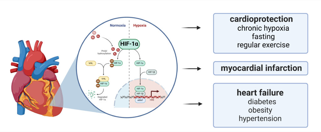 The response to hypoxia is mediated by the transcription factor hypoxia-inducible factor 1 (HIF-1). HIF-1 regulates the expression of over 1,000 target genes involved in angiogenesis, metabolism, cell proliferation, and survival. Our focus is on the role of the regulatory HIF-1α subunit in various physiological and pathophysiological conditions in the heart.