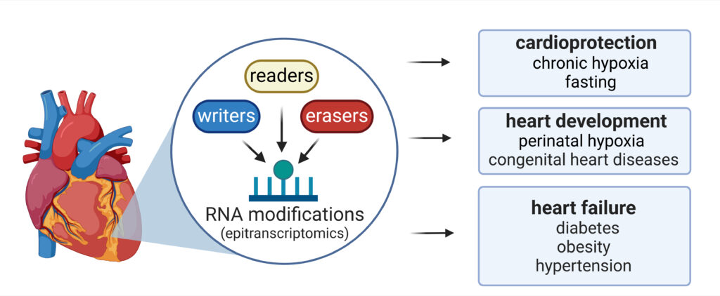 RNA modifications are central to epitranscriptomics, an emerging field that offers a novel approach to studying key cellular processes in the heart. Our research focuses on their role in cardioprotection, heart development, and heart failure.