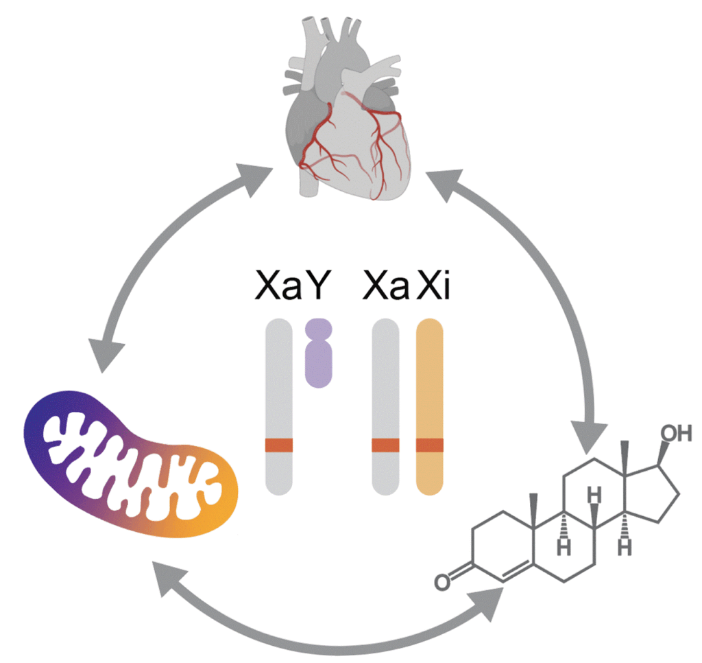 Laboratory of Cardiometabolism 3 Laboratory of Cardiometabolism - summary of the labs interest 1