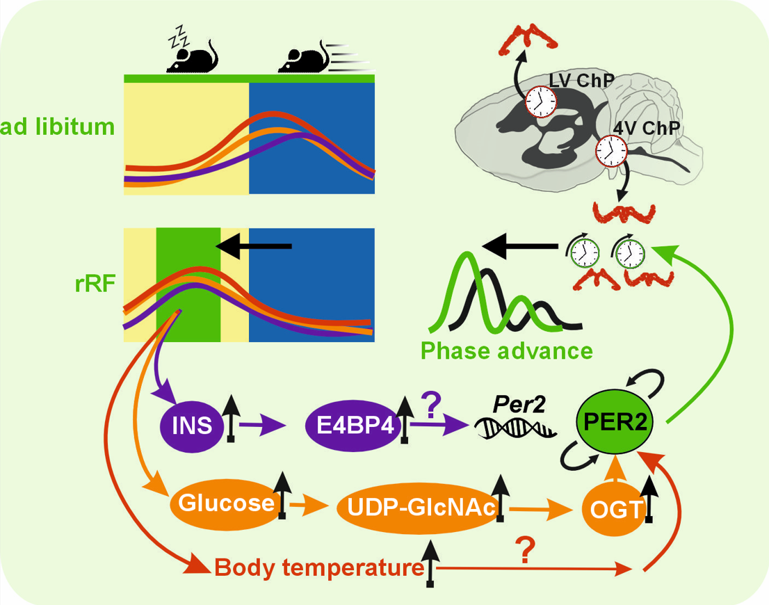 Pro média - tz dockal graficky abstrakt
