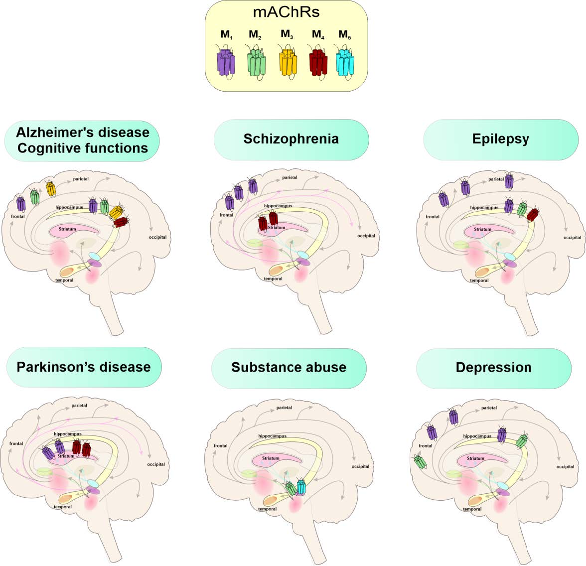 Neurochemie 3 Neurochemie - 1808202501