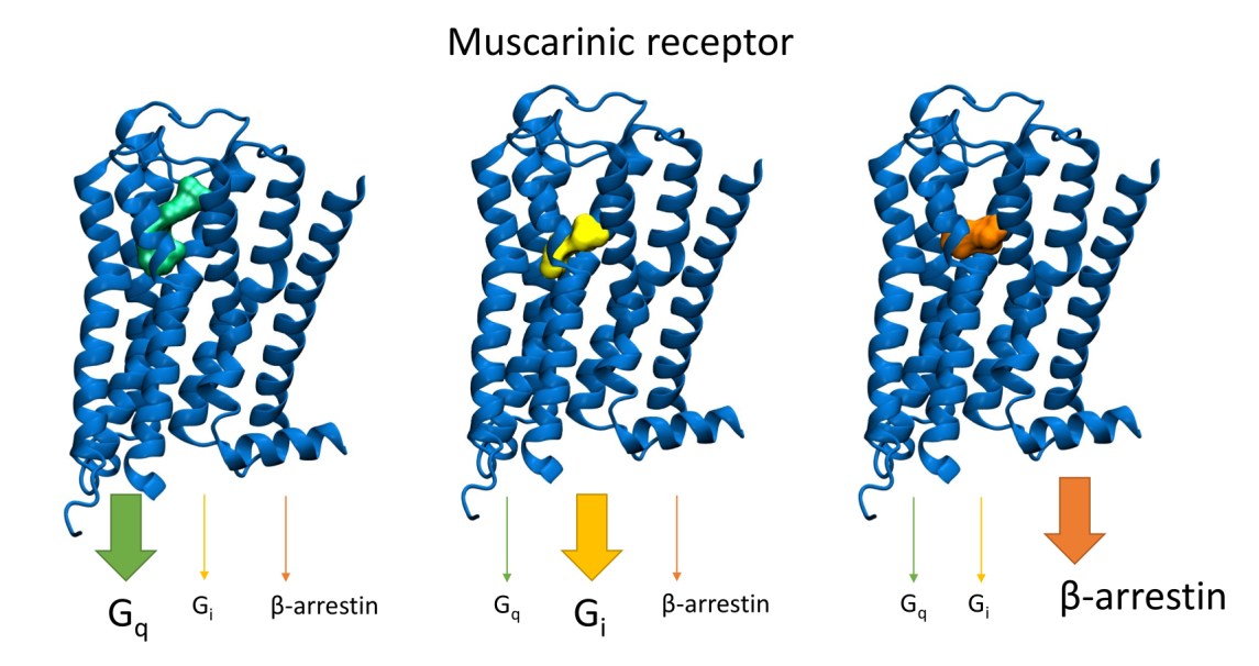 Neurochemie 4 Neurochemie - 1808202502