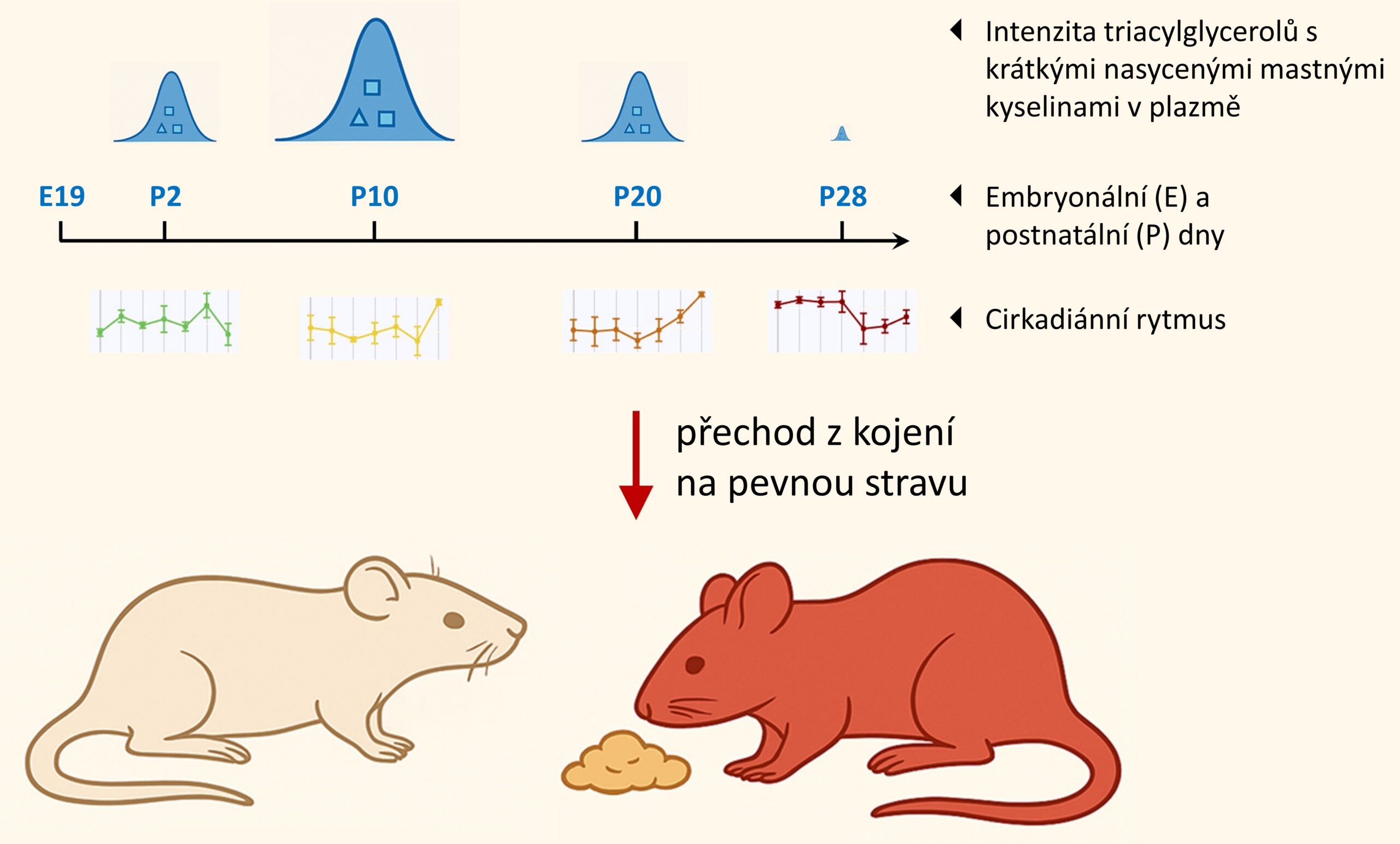 Aktuality - coma iphys web figure cz final 1 scaled