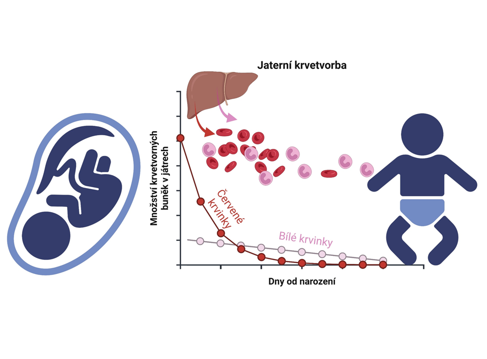 For media - janovska2025 obrazek1 2