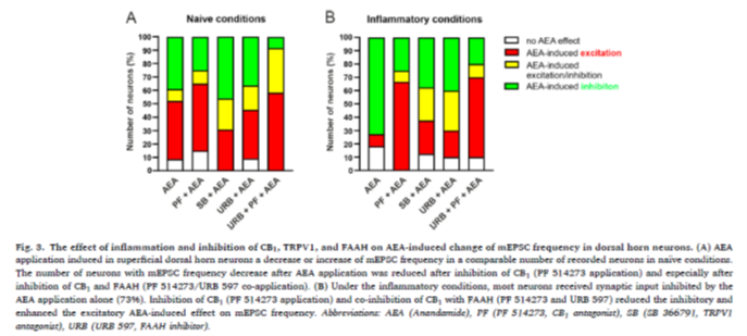 Anadamide dual effects on nociceptive spinal cord signalling under control and pathological conditions. 1 Anadamide dual effects on nociceptive spinal cord signalling under control and pathological conditions. - obrazek painresearch02