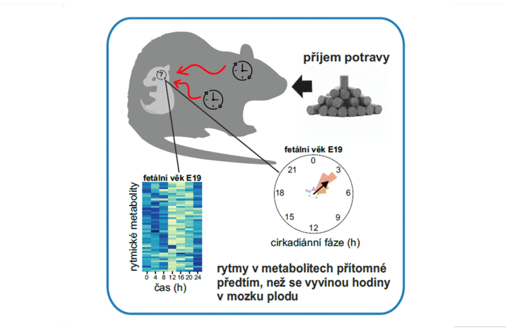 Aktuality - obrazek1 cz