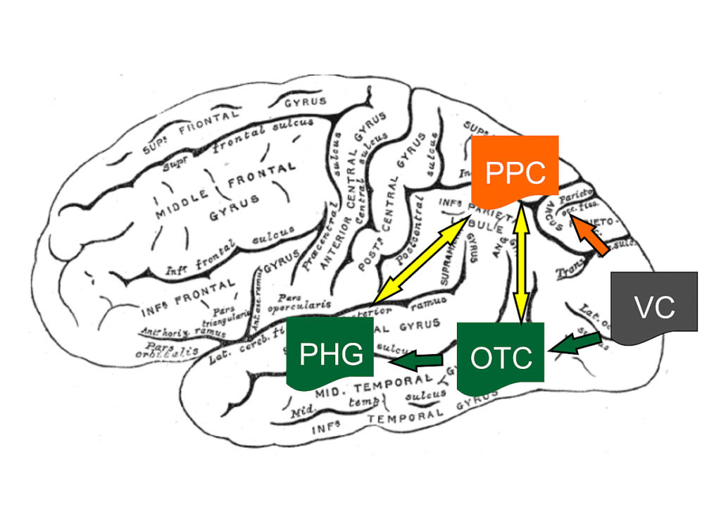 Home - dorsal ventral stream