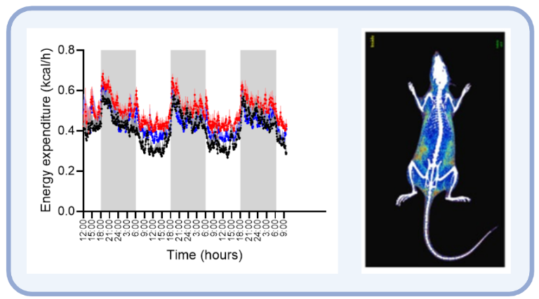 Service departments - fenotypizace energetickeho metabolismu obrazek1