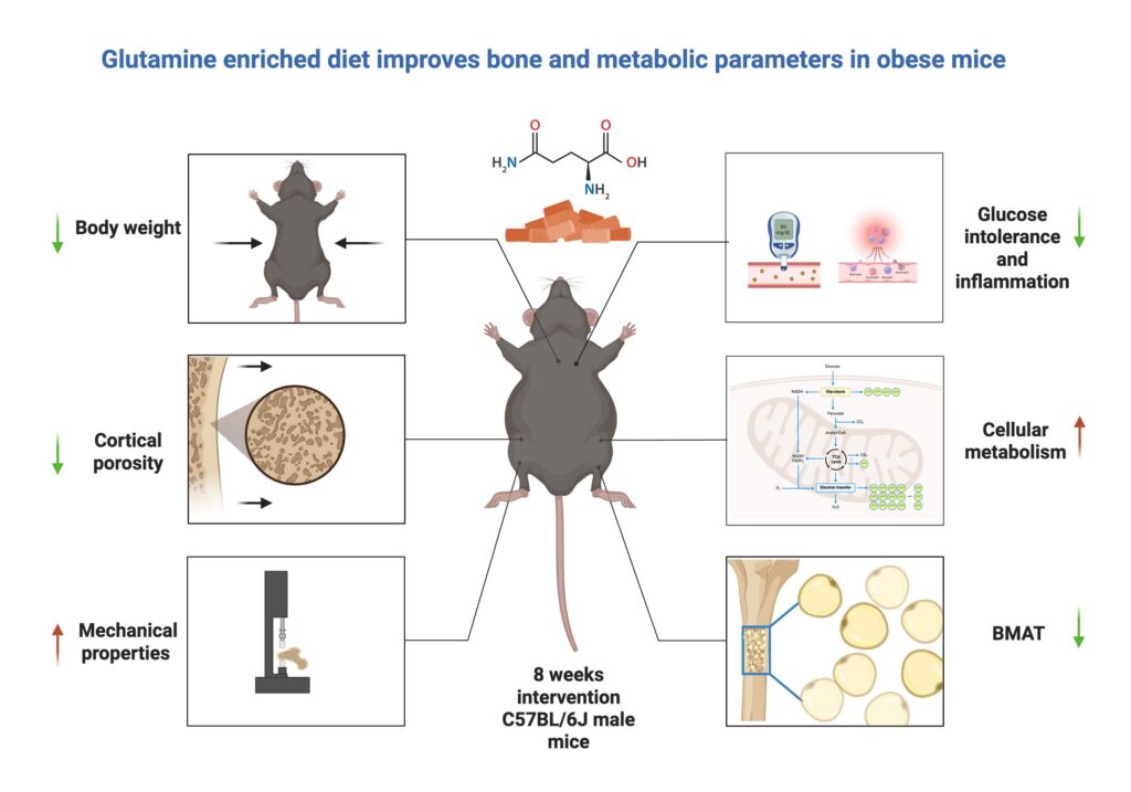 Home - glutamine summary abstract update december 2025