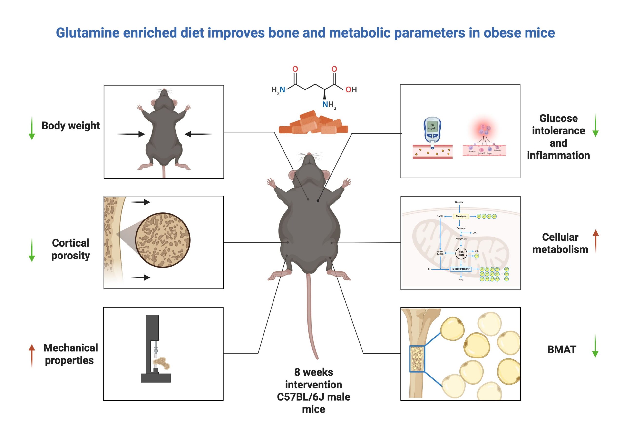 Úvod - glutamine summary abstract update december 2025 scaled
