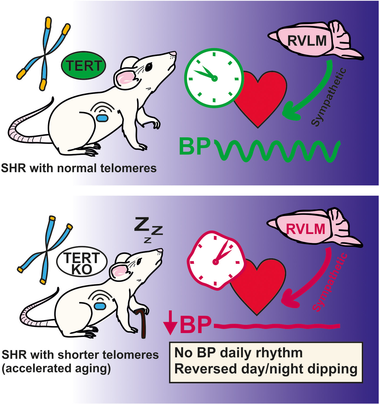 Biologické rytmy 4 Biologické rytmy - hypertensionaha12525510fig05 edited