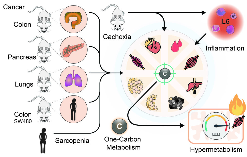 Home - iphys obrazeken morigny2026