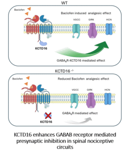 New insights into molecular regulation of pain: The GABAB–KCTD16 complex as a promising target for developing safer analgesics 1 New insights into molecular regulation of pain: The GABAB–KCTD16 complex as a promising target for developing safer analgesics - palecek obrazek k textu