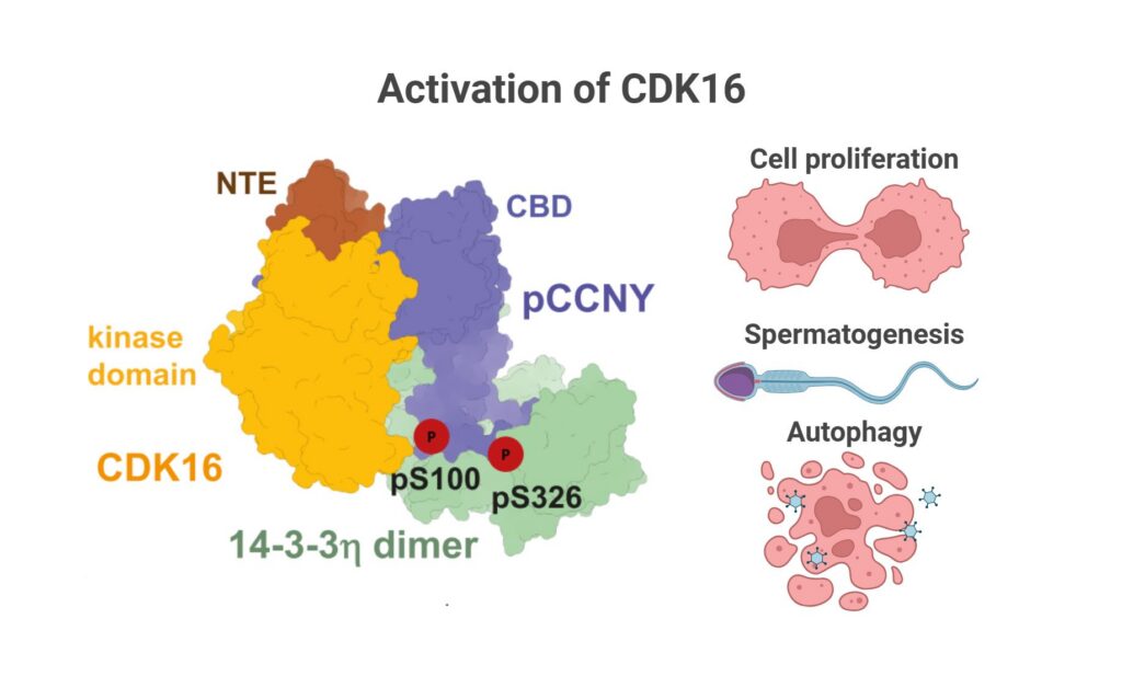 Home - cdk16 ilustracni