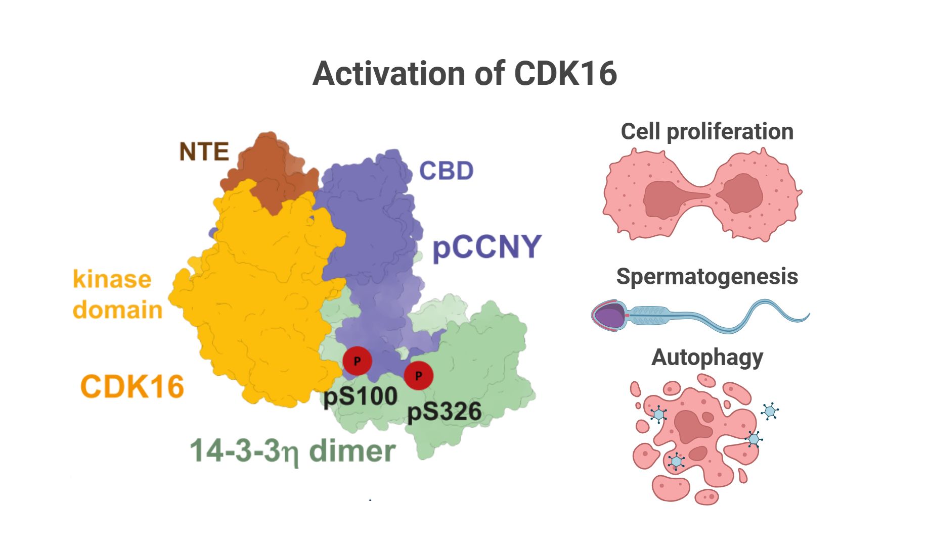 Úvod - cdk16 ilustracni