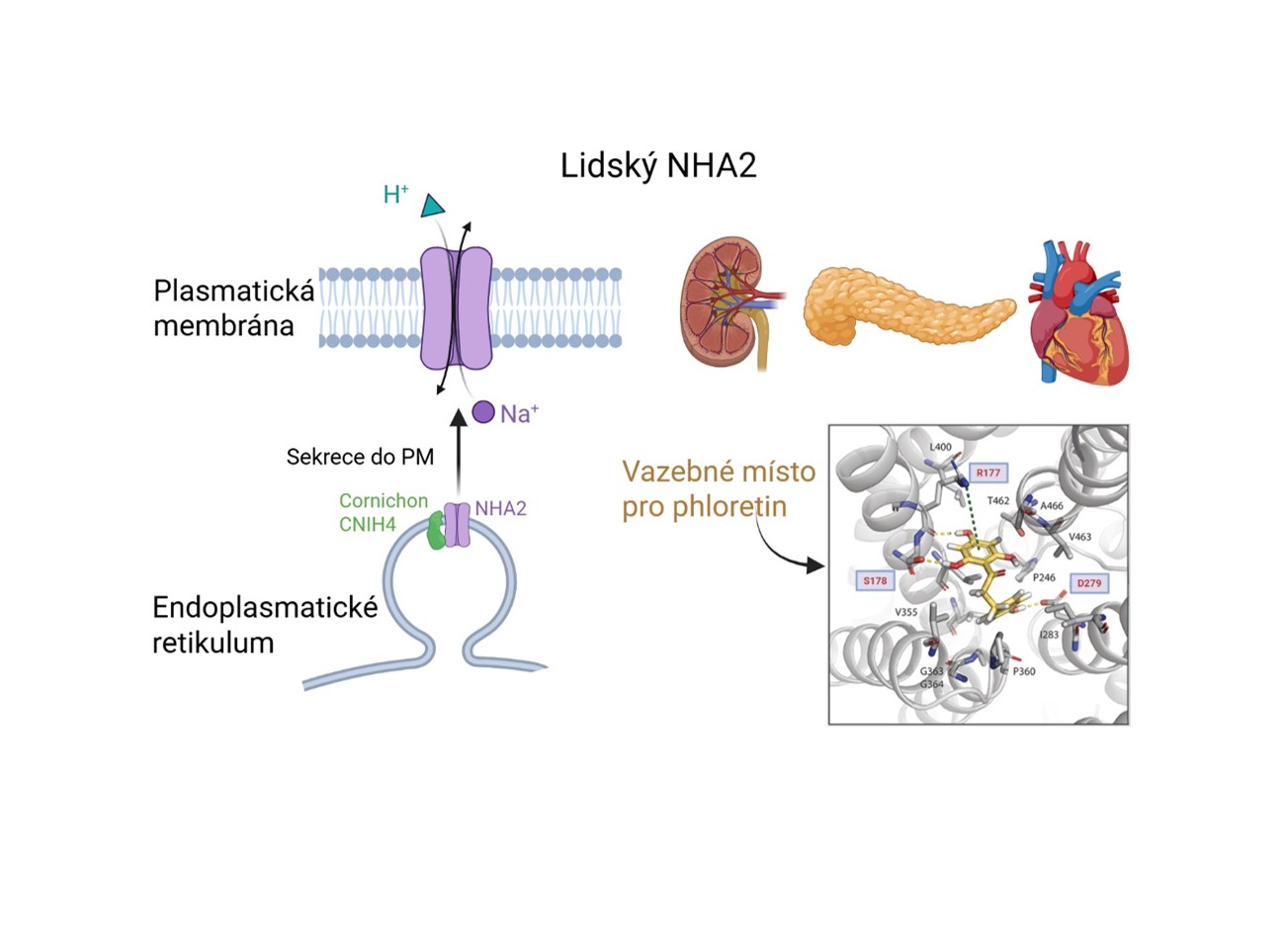 Úvod - dlazdice nha2cz