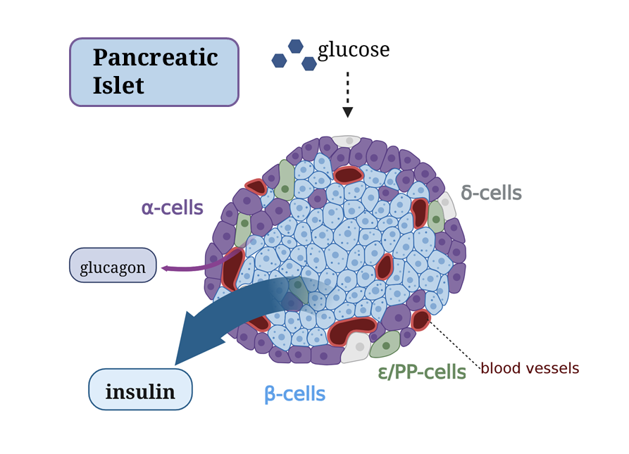 Úvod - ilustracni fig1 compreh physiol 1